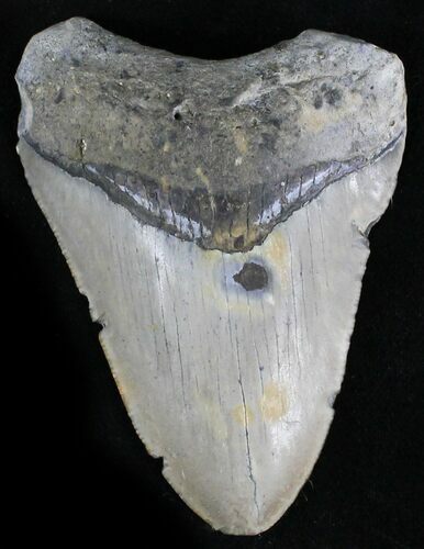 Bargain Megalodon Tooth - North Carolina #28495